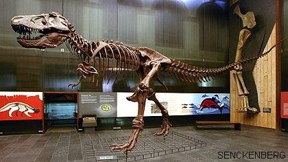 T-Rex at the museum